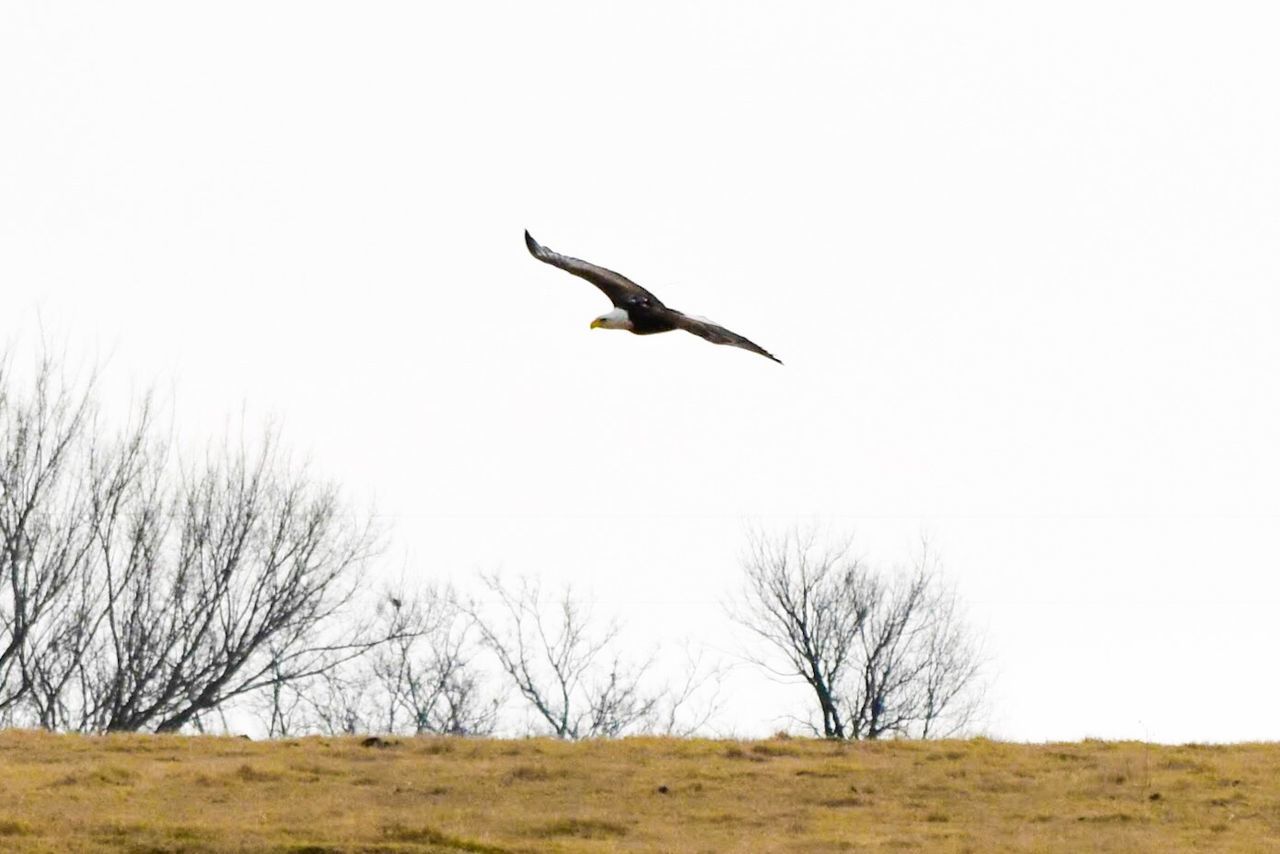 BIRD FLYING OVER BARE TREES AGAINST SKY