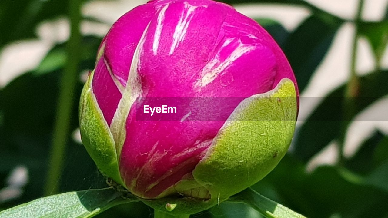 CLOSE-UP OF PINK FLOWER BUD