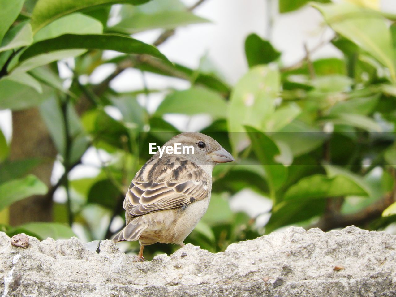 CLOSE-UP OF BIRD PERCHING ON ROCK AGAINST PLANTS