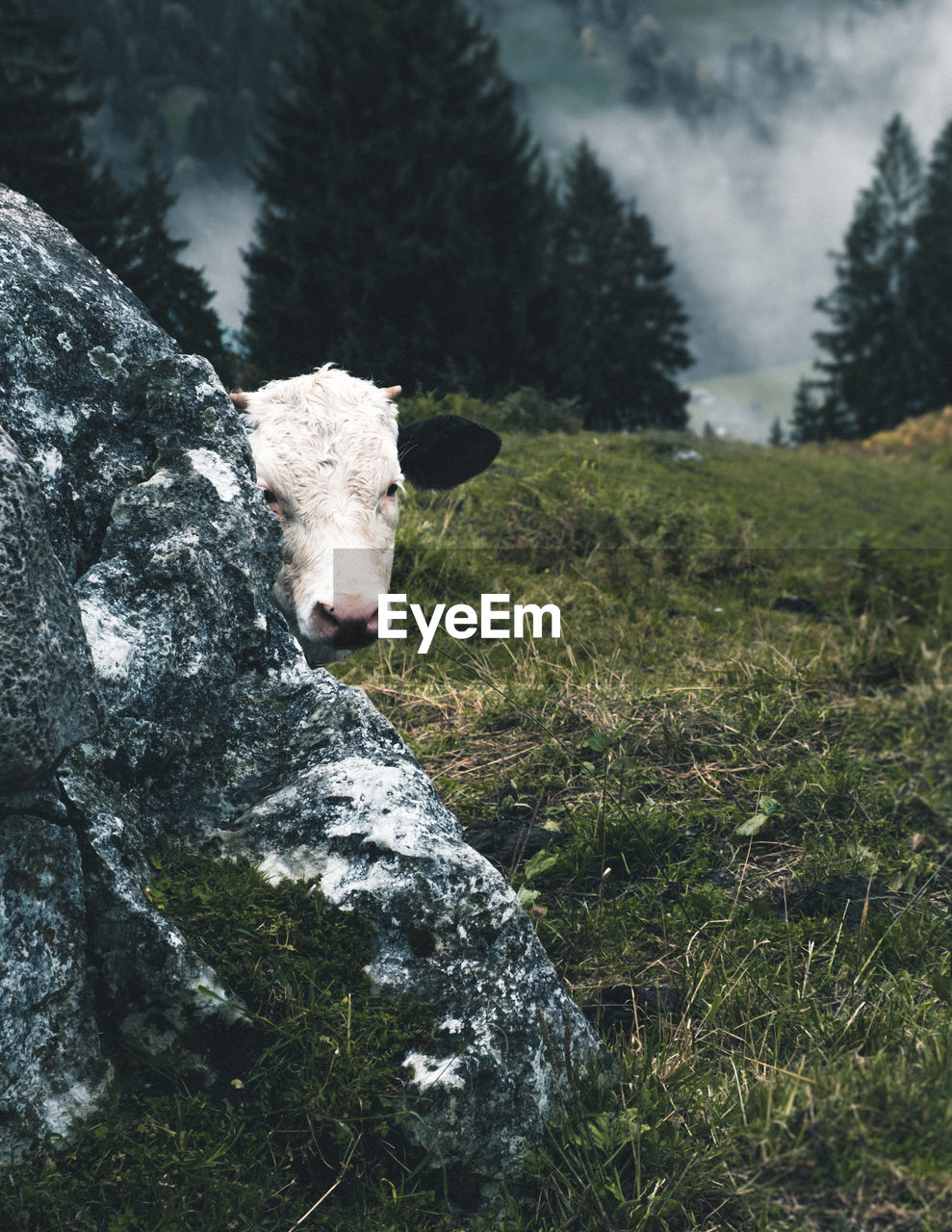 The shy cow peeking out from behind a rock. the fog hanging in the hills