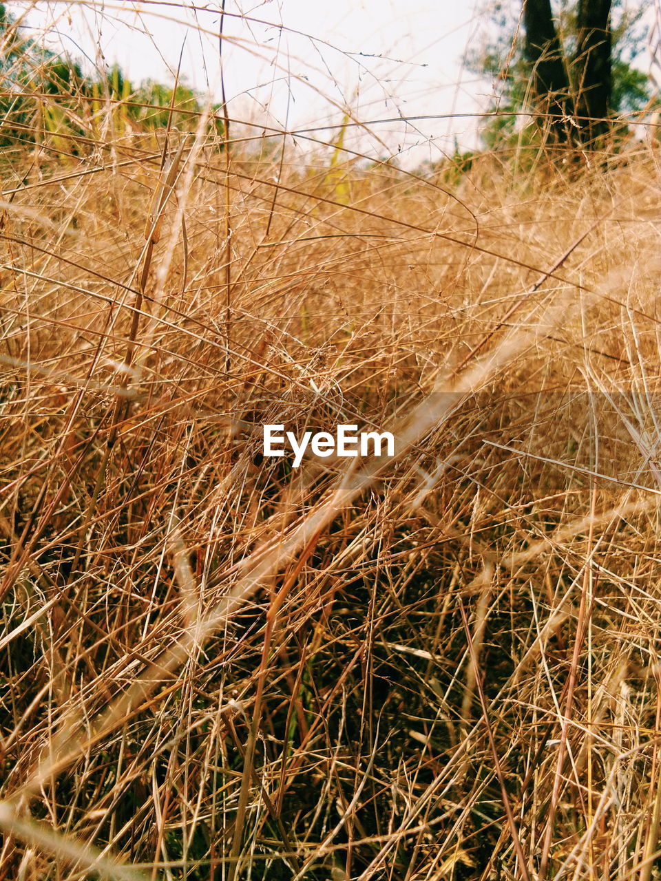 CLOSE-UP OF WHEAT FIELD