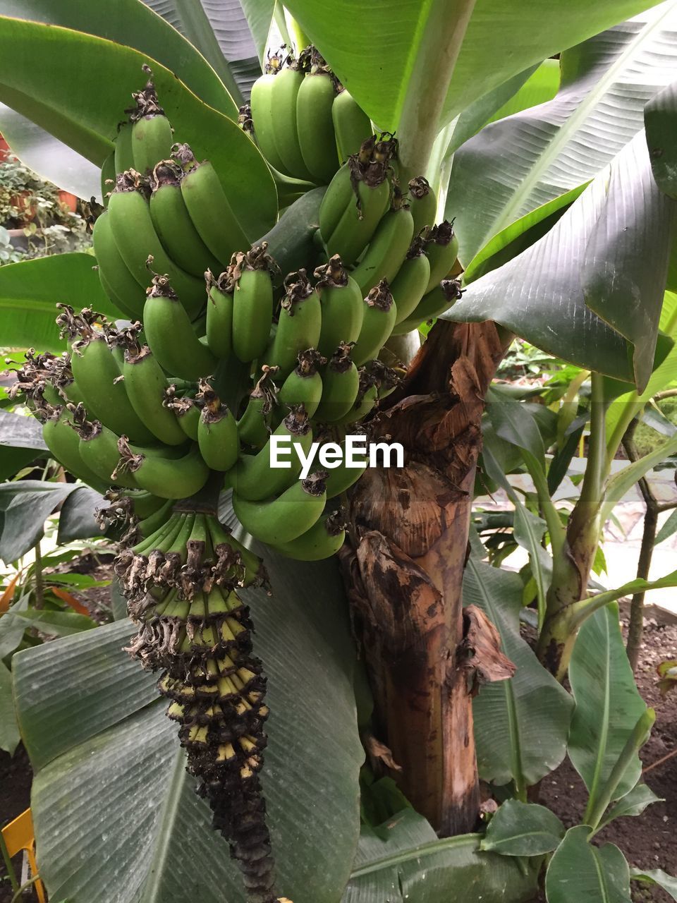 CLOSE-UP OF FRUITS