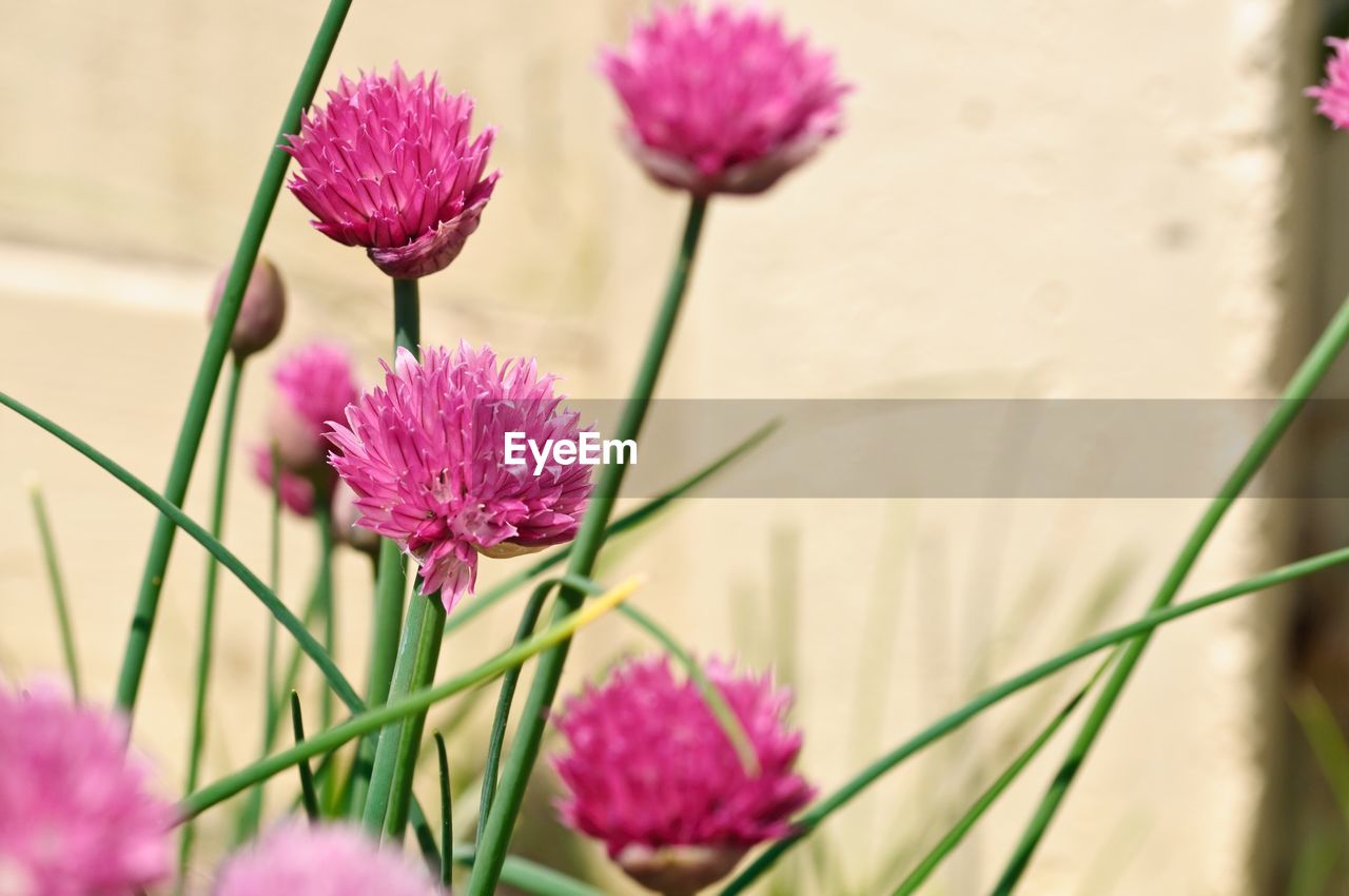 Close-up of pink flowers