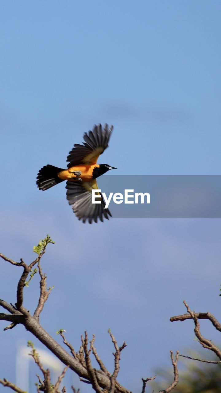 LOW ANGLE VIEW OF BIRDS FLYING AGAINST SKY