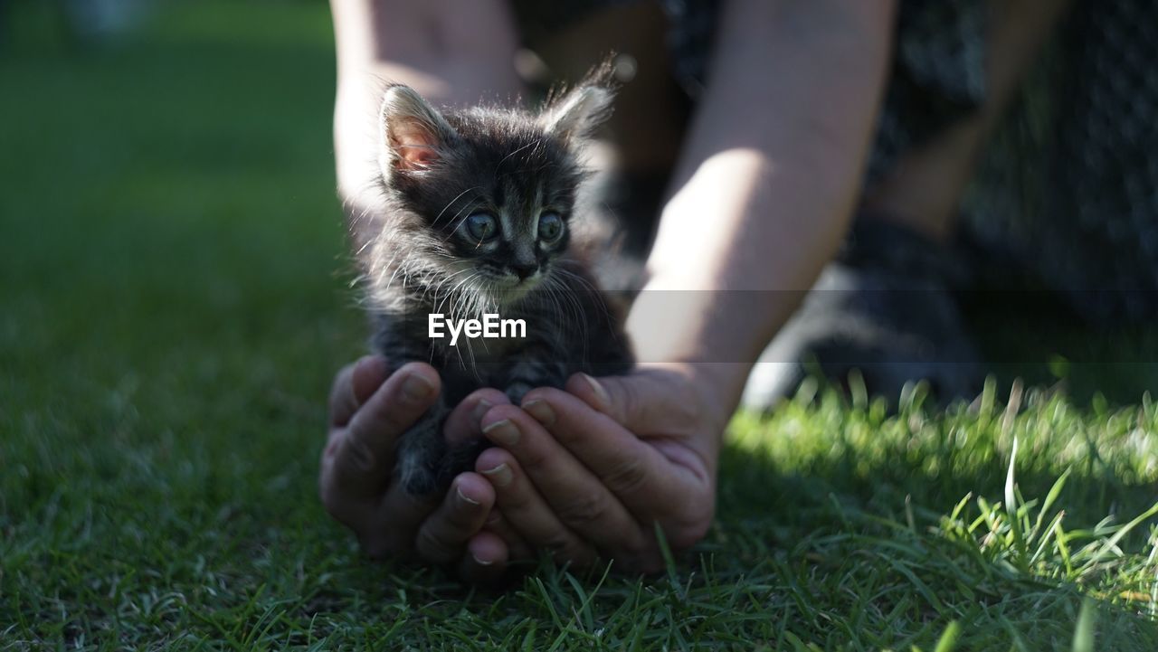 Person holding kitten