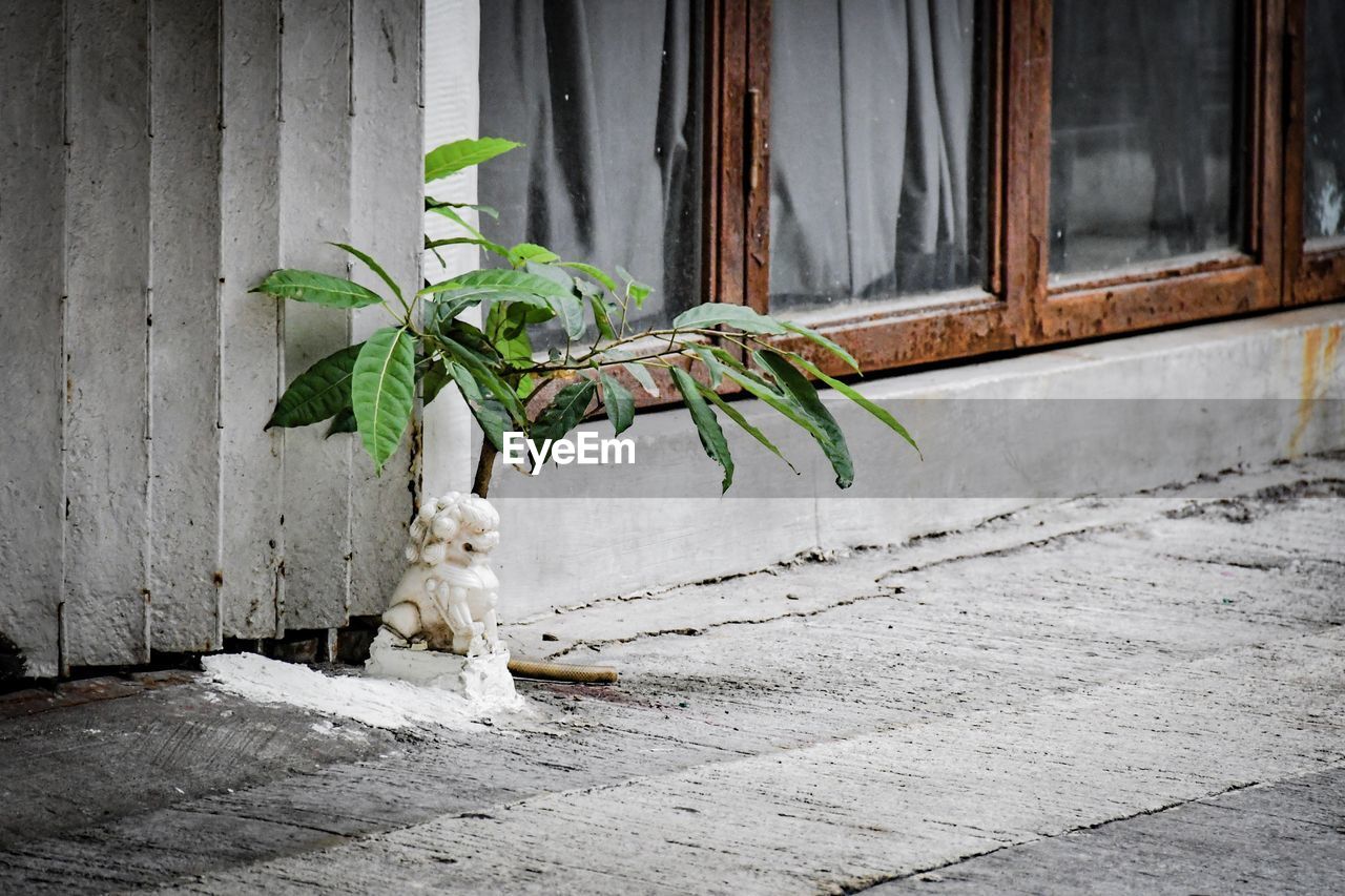POTTED PLANT ON WINDOW OF A BUILDING