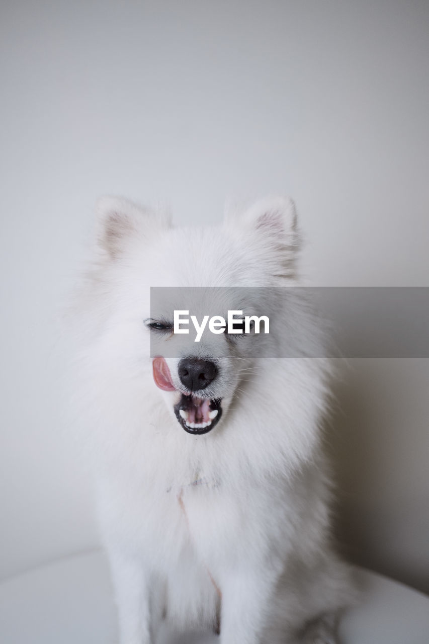 CLOSE-UP PORTRAIT OF A WHITE DOG