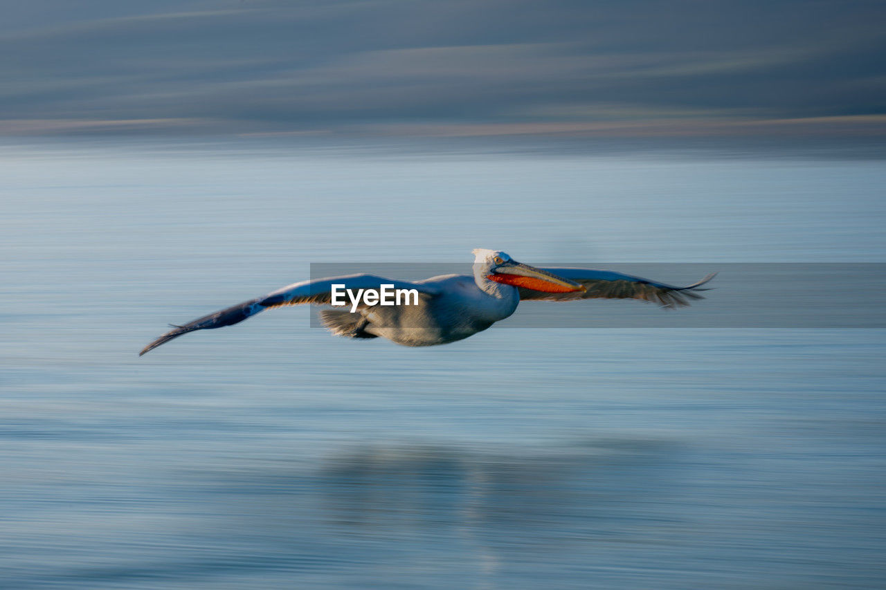 close-up of bird flying over lake