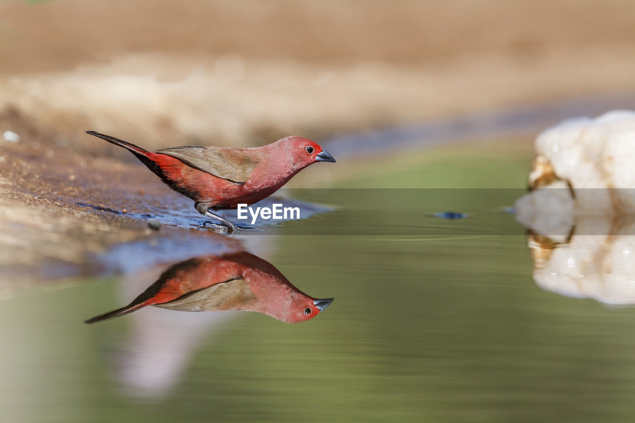 high angle view of bird in lake