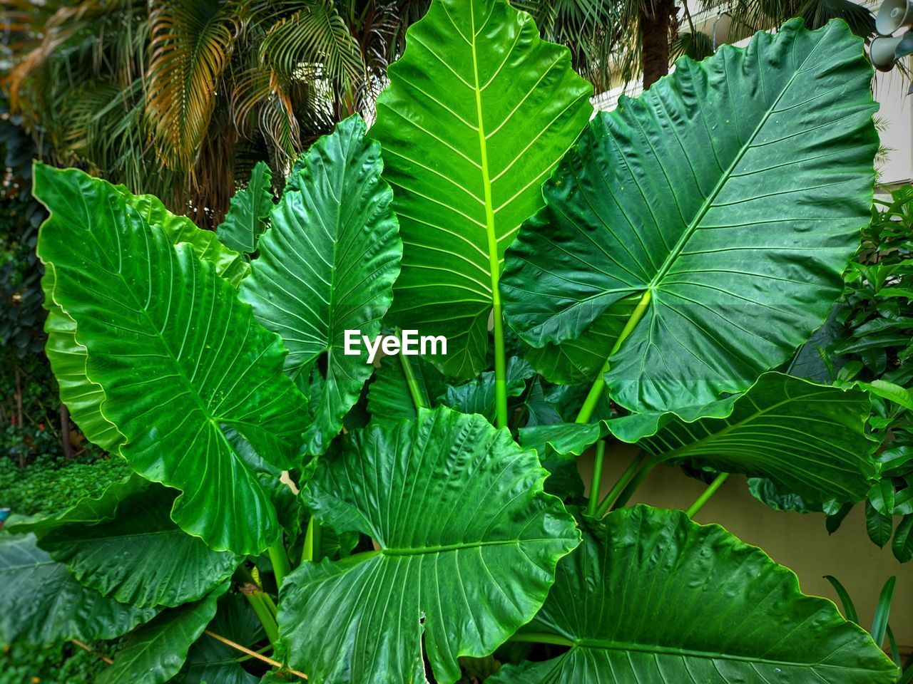 Full frame shot of fresh green leaves