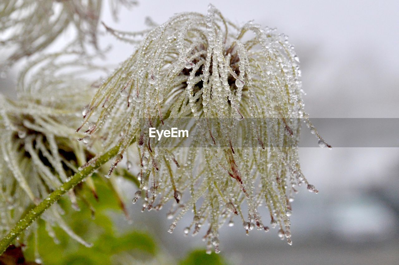 Close-up of wet pine tree during winter