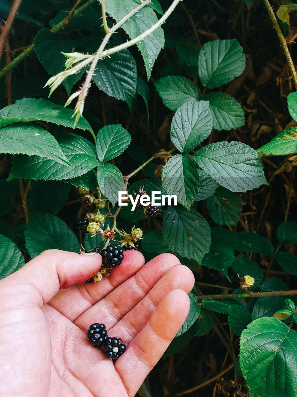 Cropped hand holding blackberries