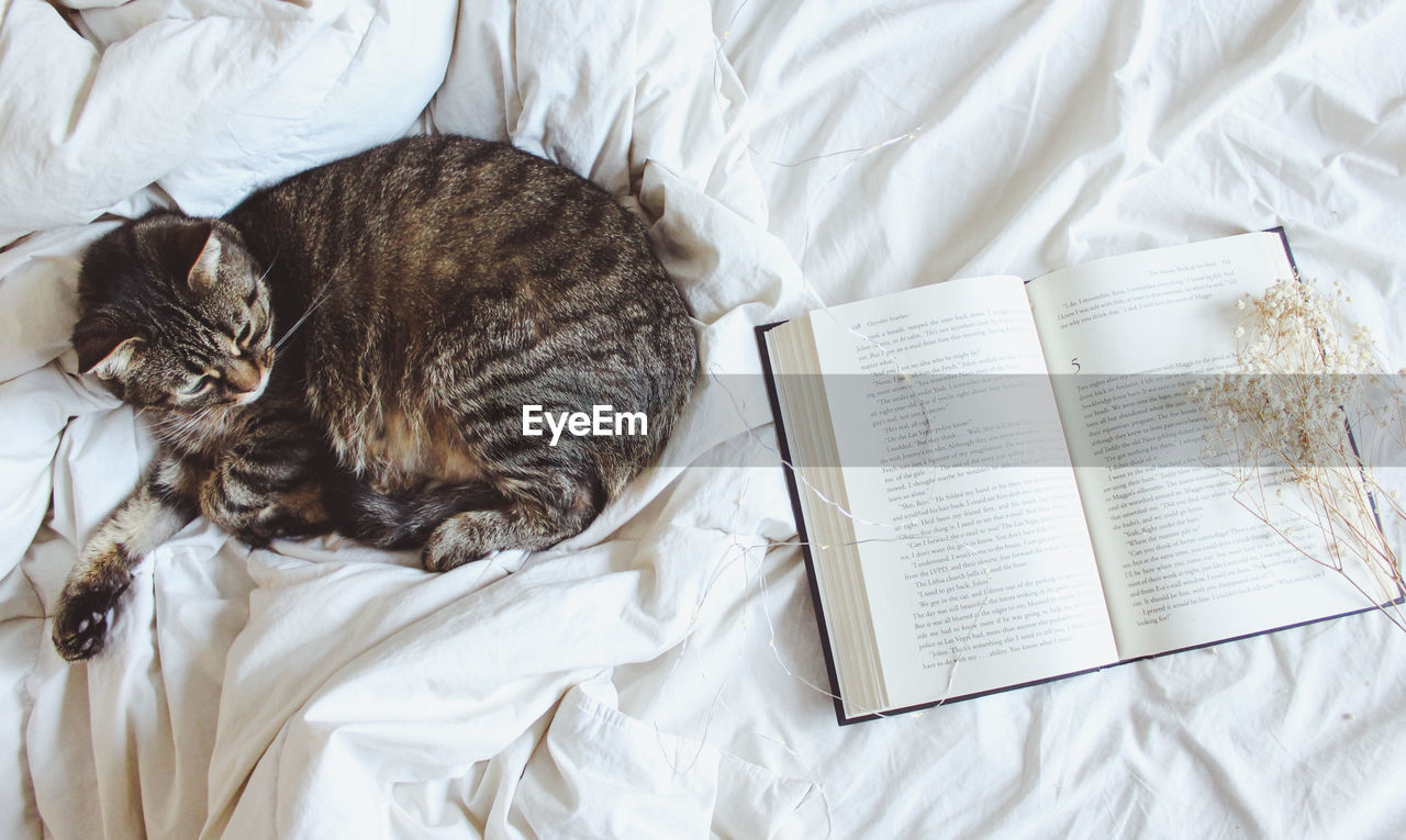 HIGH ANGLE VIEW OF CAT SLEEPING ON BOOK