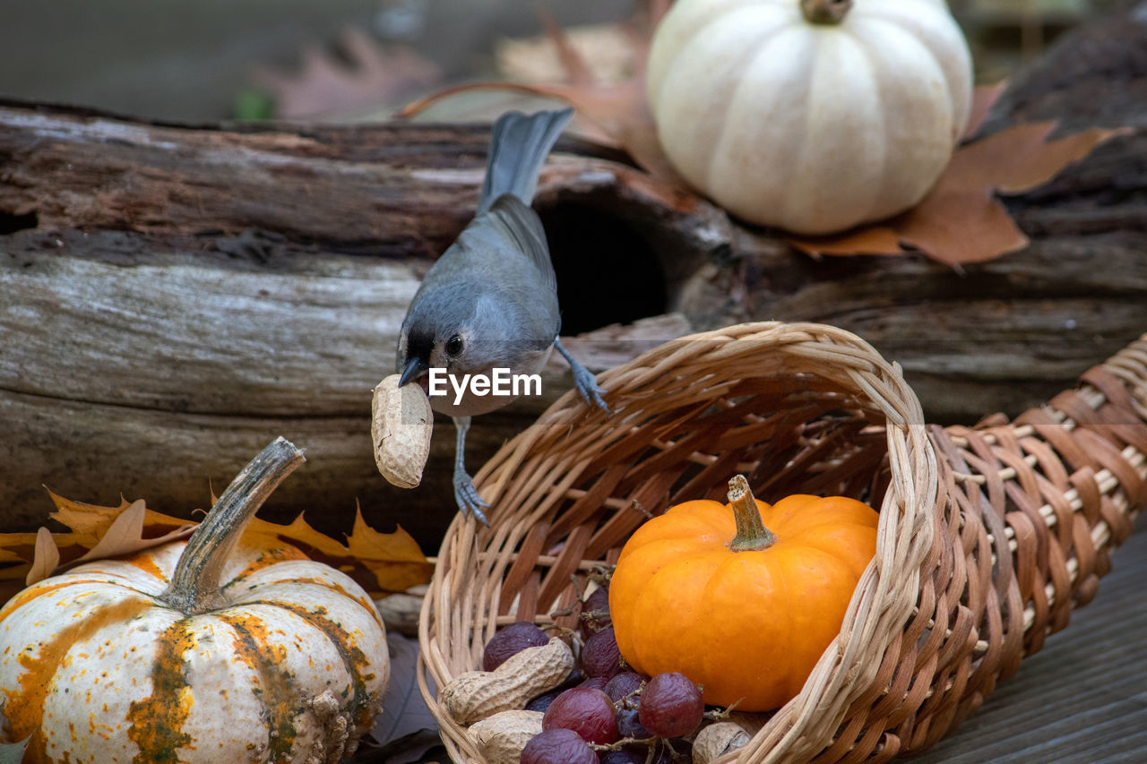 Small titmouse snatched a peanut from a wicker cornucopia in this cute fall still life