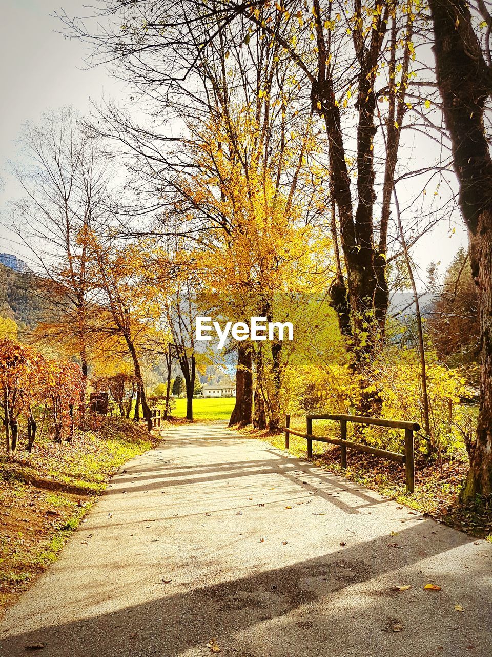 Road amidst trees during autumn