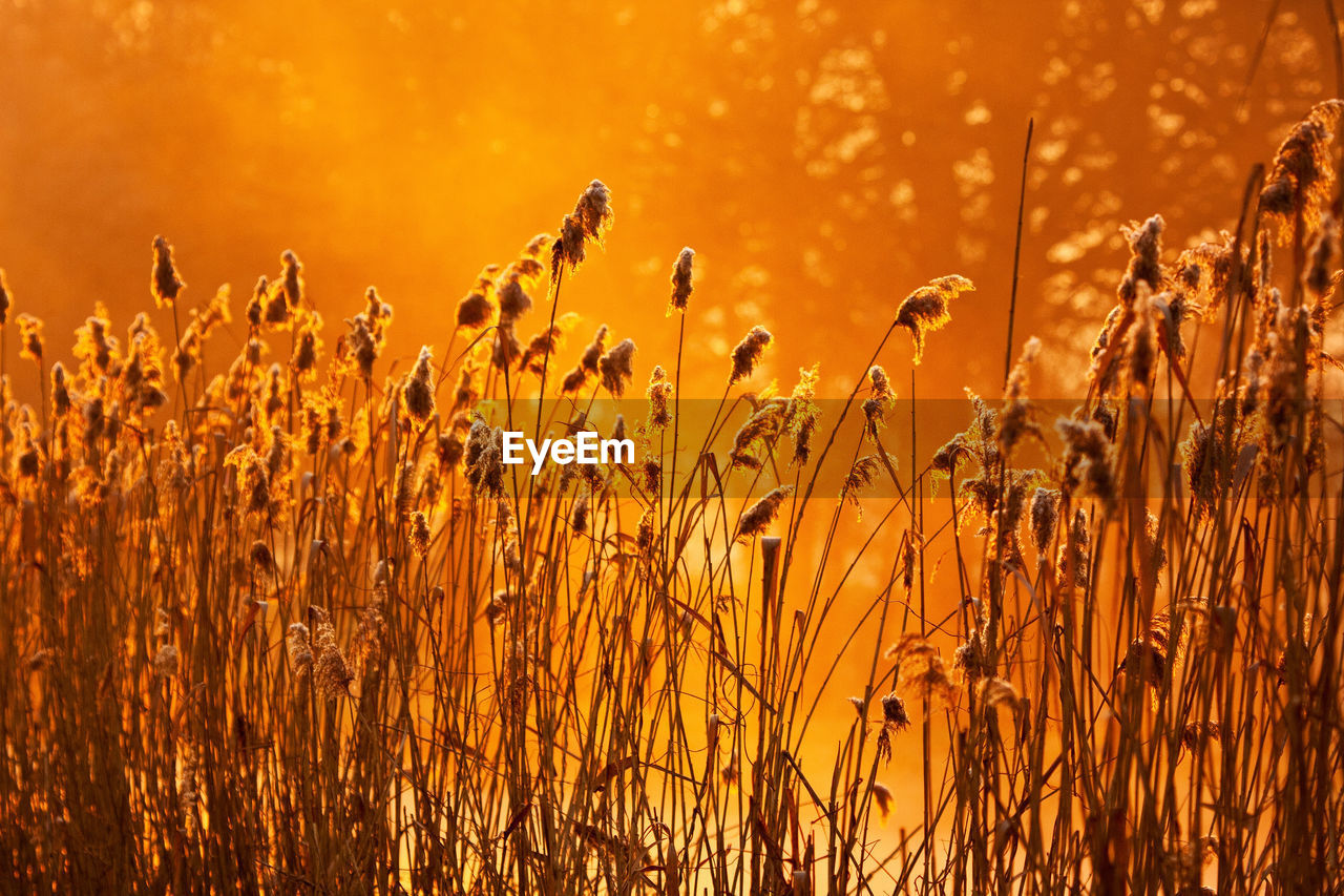 Golden reed, het goor, helmond, the netherlands