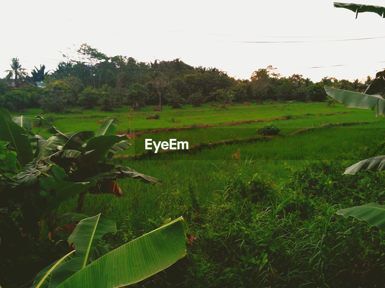 SCENIC VIEW OF FARMS AGAINST SKY