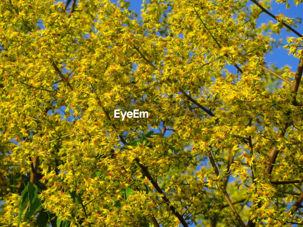 Low angle view of yellow flowering tree