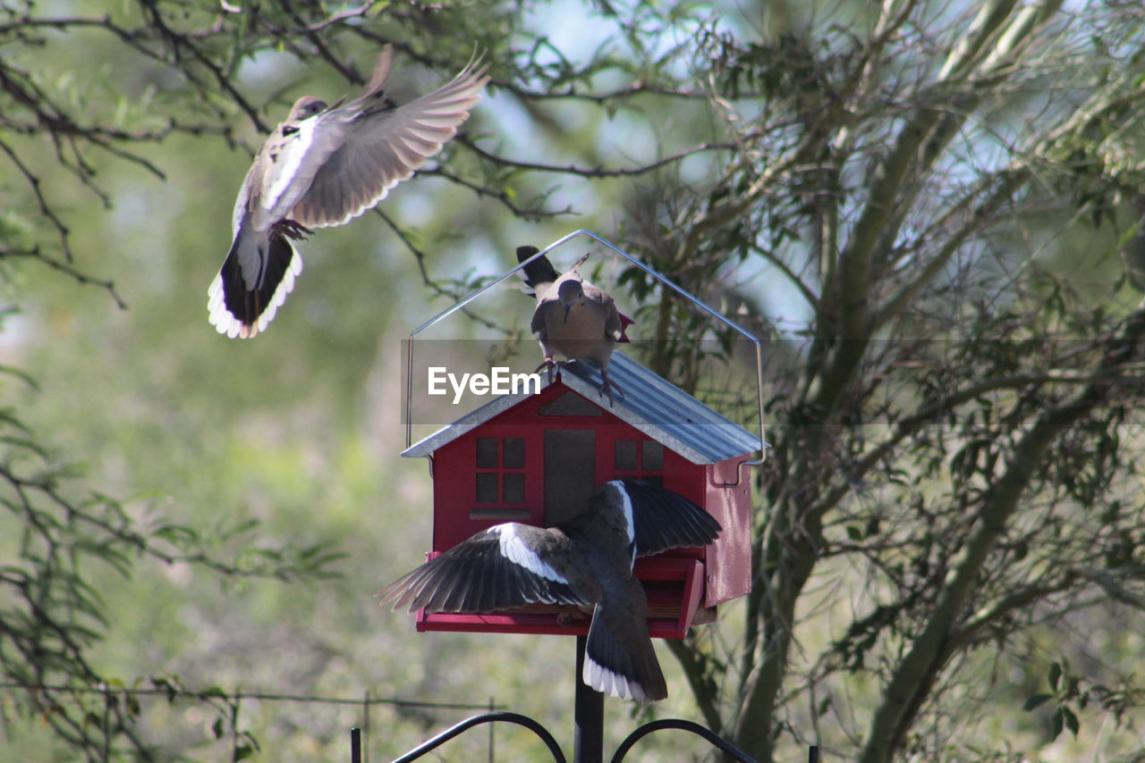 Low angle view of birds flying by tree