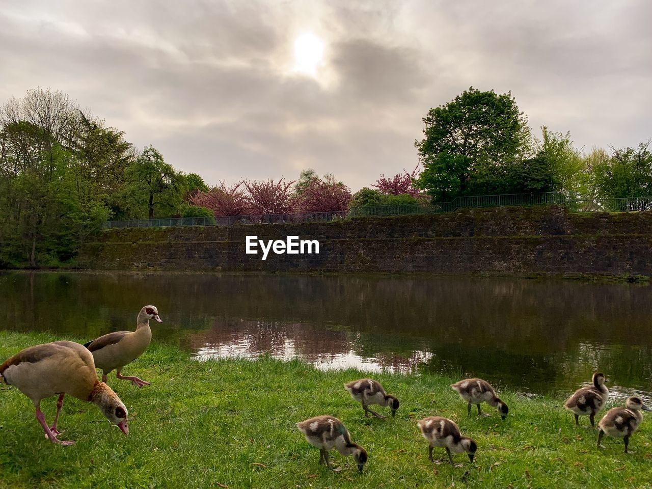 FLOCK OF DUCKS IN LAKE