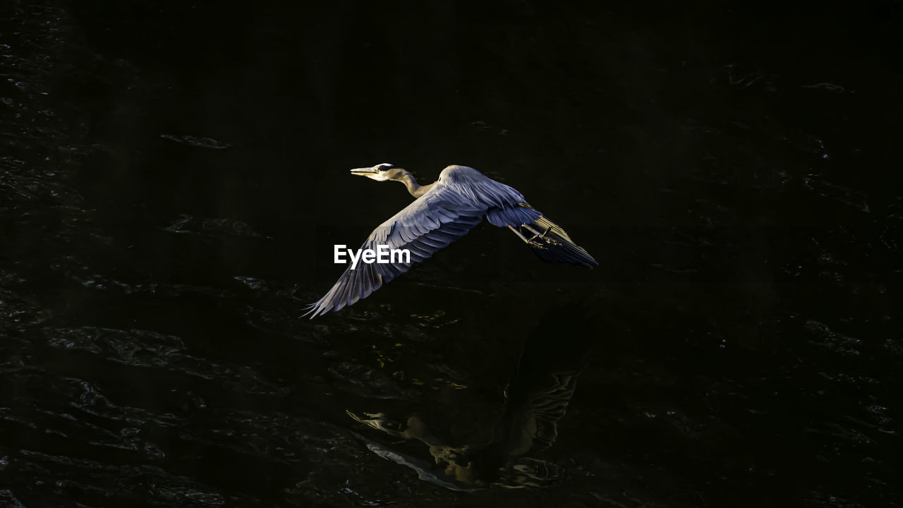 VIEW OF A BIRD FLYING IN THE WATER