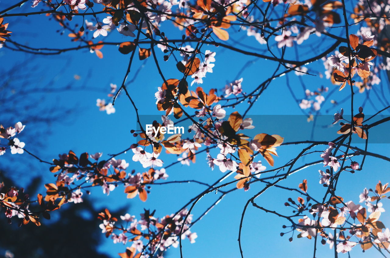 Low angle view of flower tree against clear blue sky