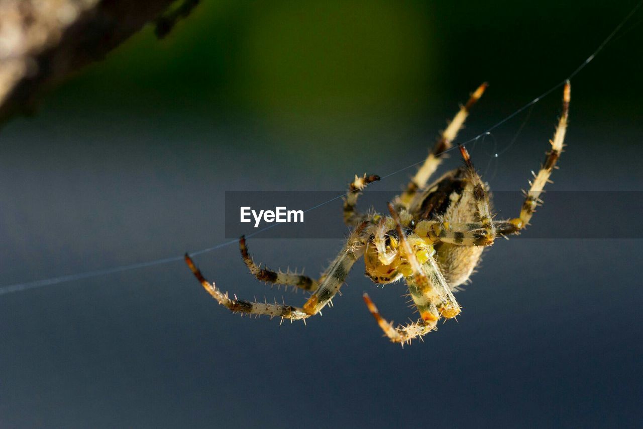 CLOSE-UP OF SPIDER ON WEB OUTDOORS