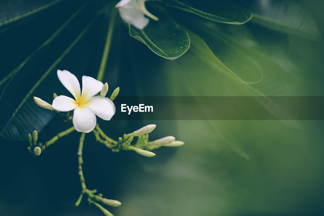 CLOSE-UP OF WHITE FLOWERING PLANT WITH LEAVES