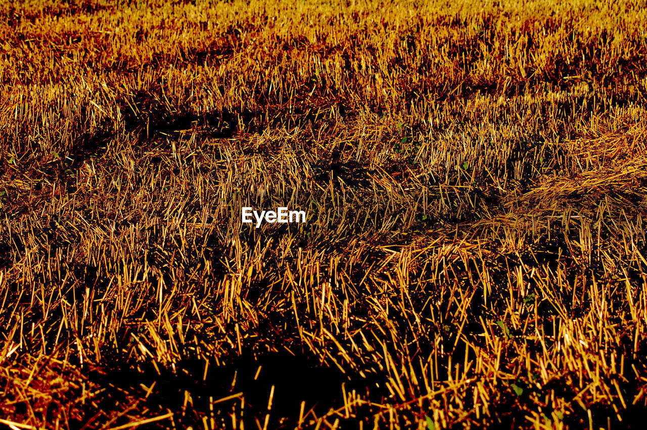 HIGH ANGLE VIEW OF CROPS GROWING ON FIELD