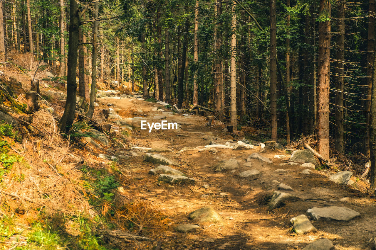 Trees growing in forest