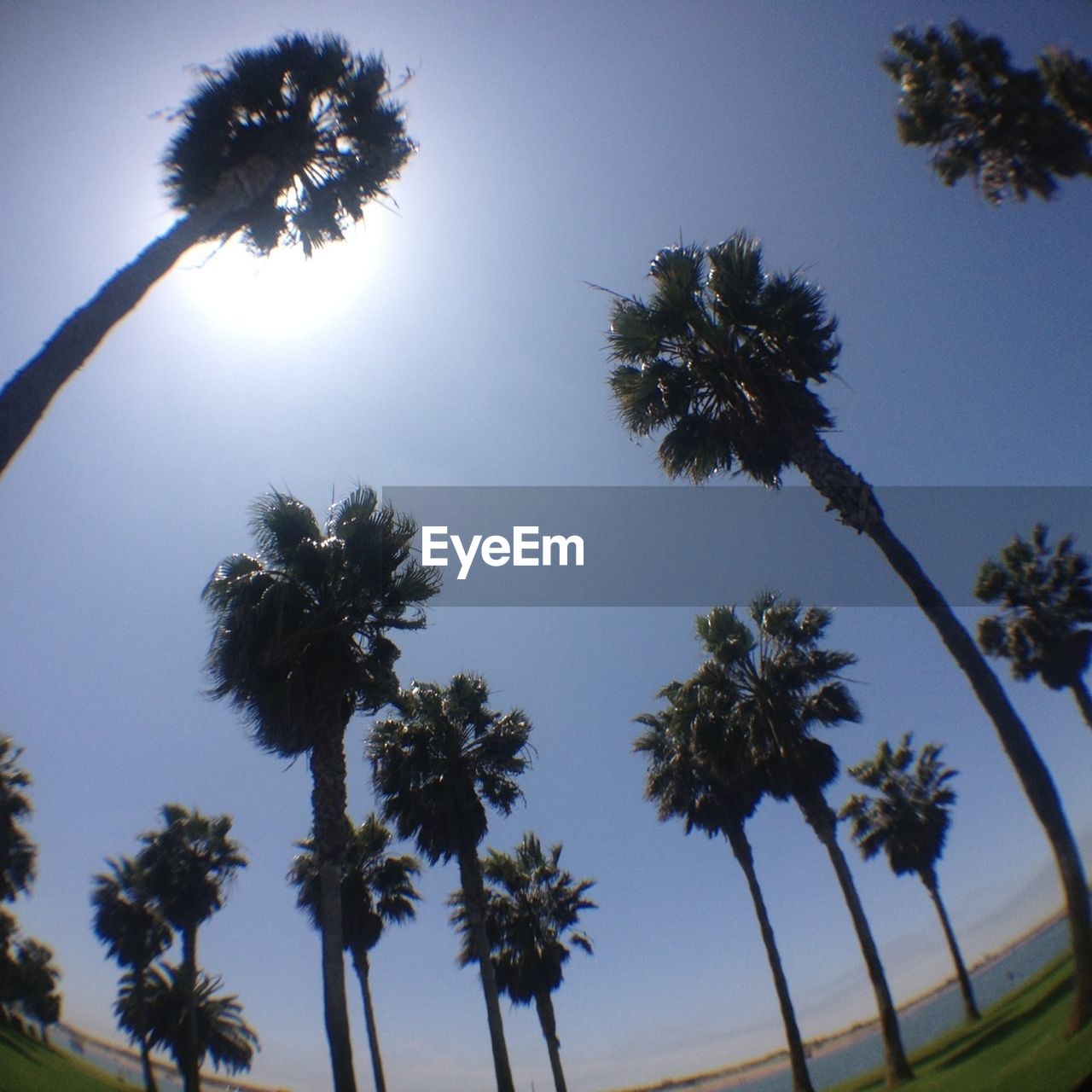 LOW ANGLE VIEW OF PALM TREES AGAINST SKY