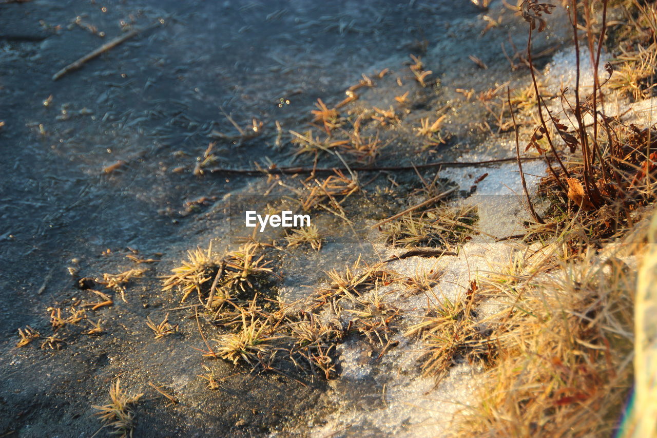 HIGH ANGLE VIEW OF PLANTS ON SHORE