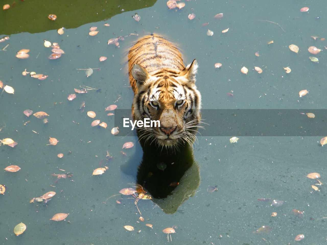 High angle portrait of tiger swimming in lake