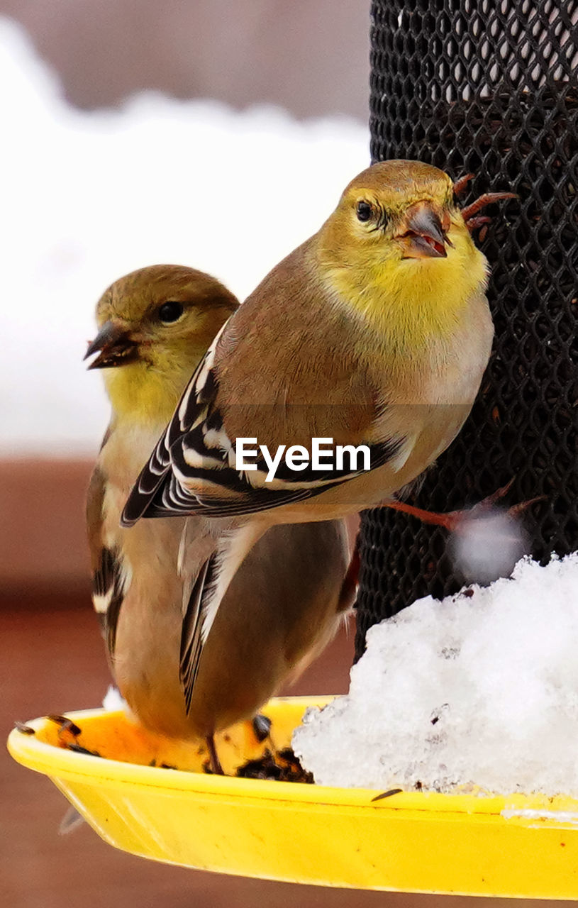 CLOSE-UP OF SPARROW PERCHING ON A BIRD