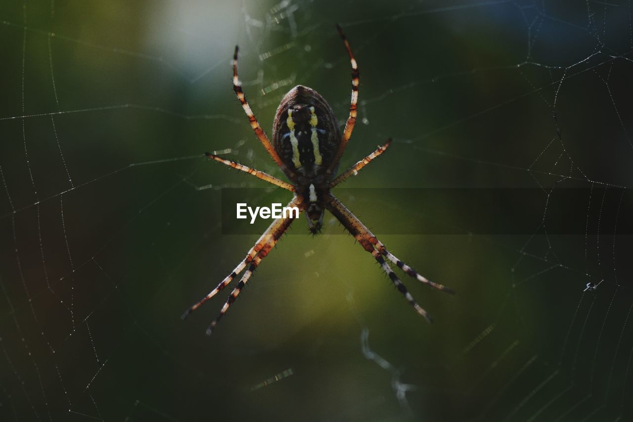 Close-up of spider on web