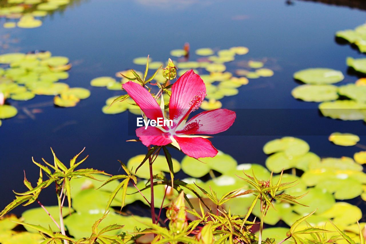 Close-up of lily in lake