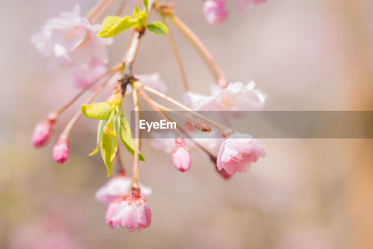 CLOSE-UP OF PINK CHERRY BLOSSOM ON PLANT