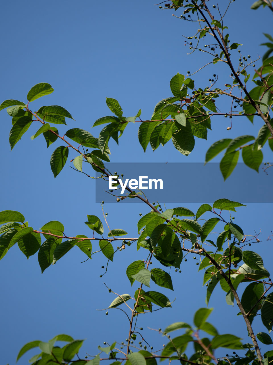LOW ANGLE VIEW OF TREE AGAINST SKY
