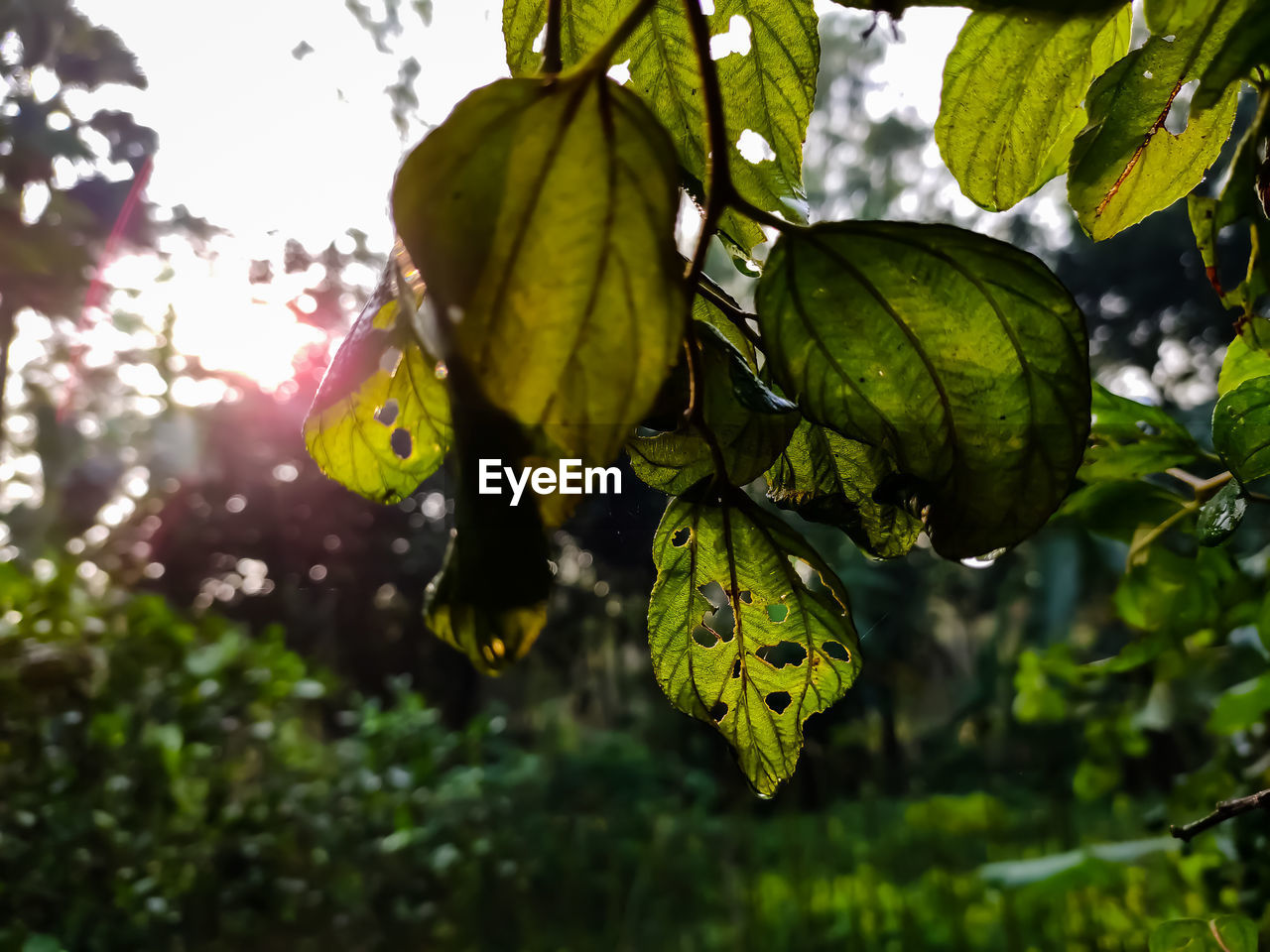 Close-up of leaves growing on tree