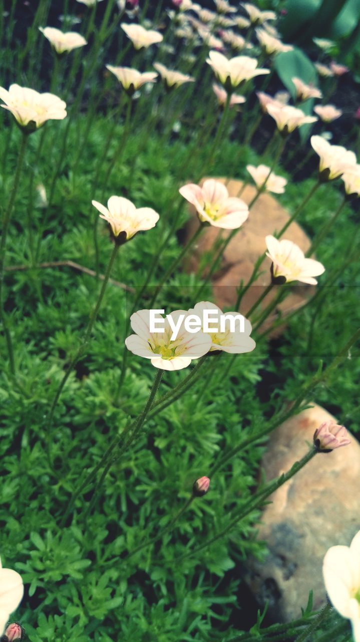 HIGH ANGLE VIEW OF YELLOW FLOWERING PLANTS ON FIELD