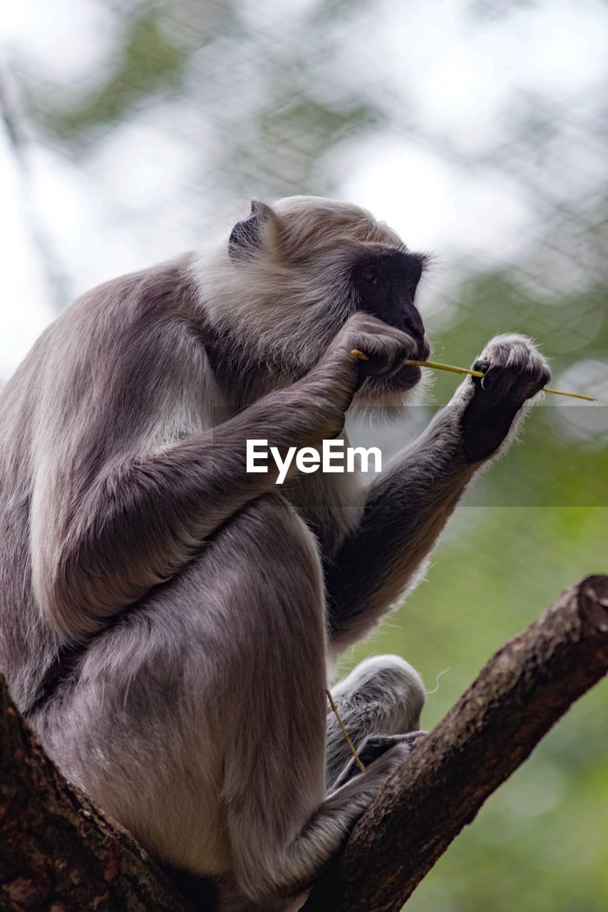 Monkey on branch at zoo