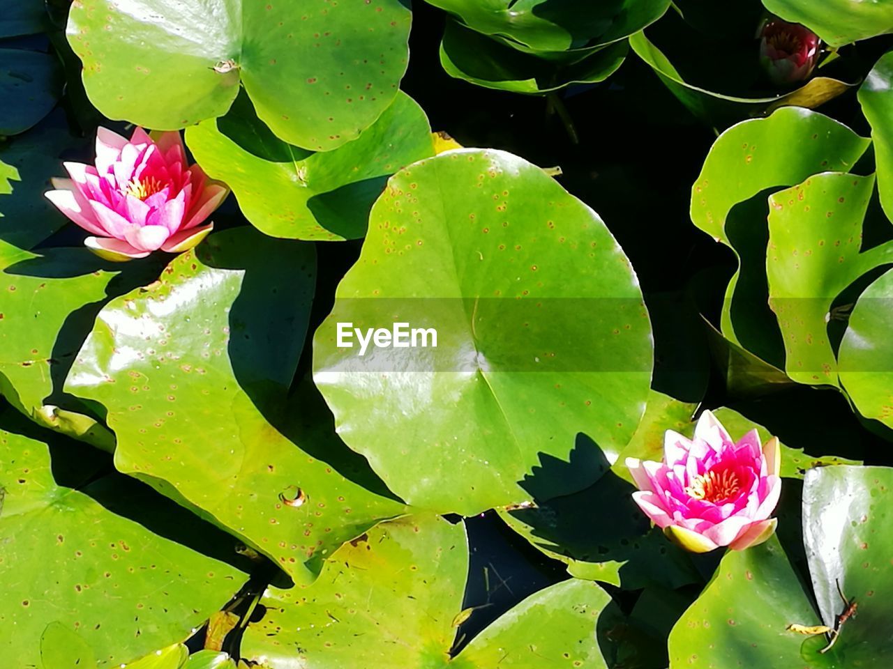 Close-up of lotus water lily in pond