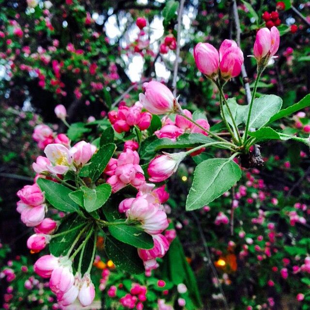 CLOSE-UP OF PINK FLOWERS BLOOMING