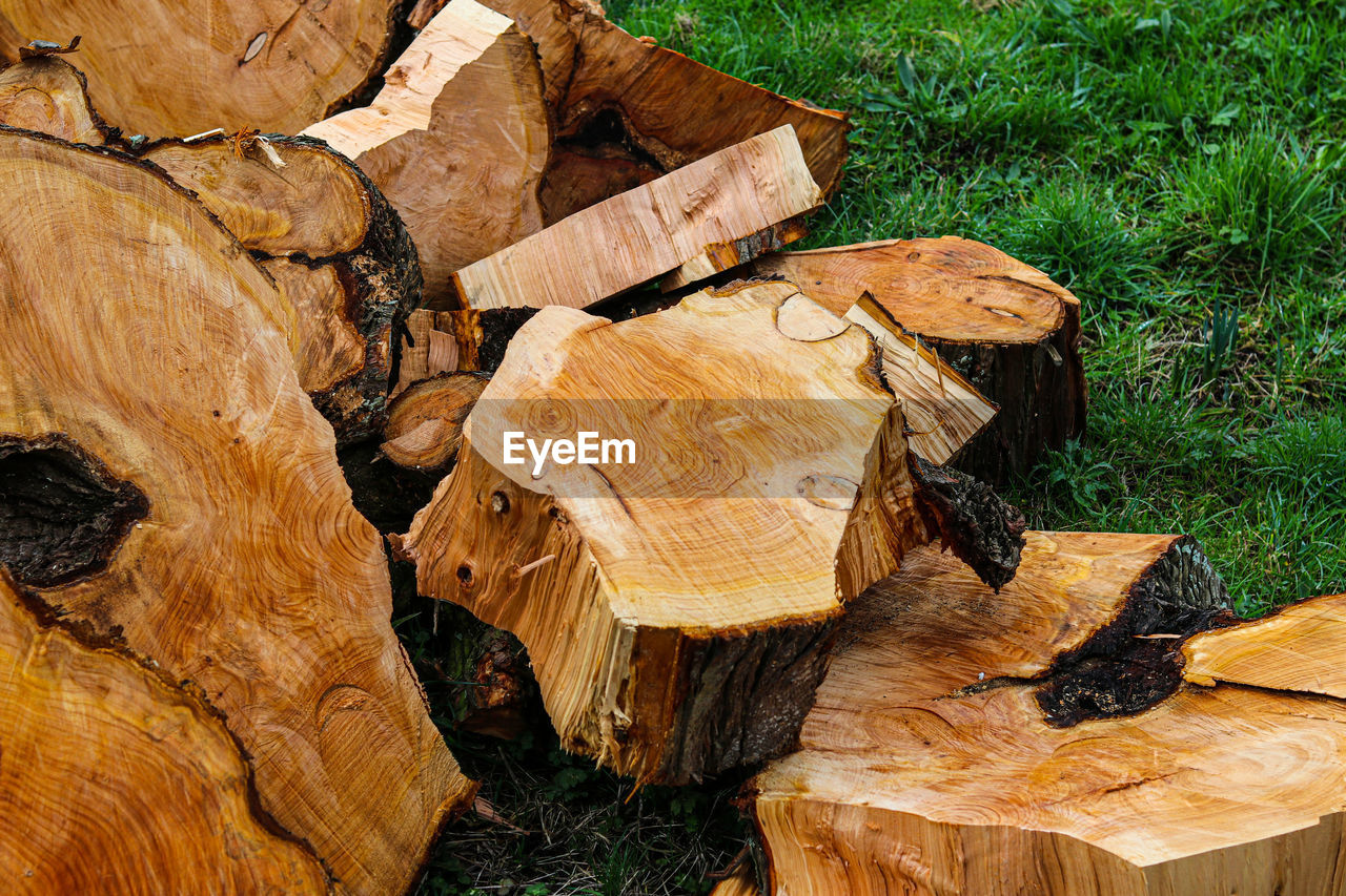 Stack of logs in forest