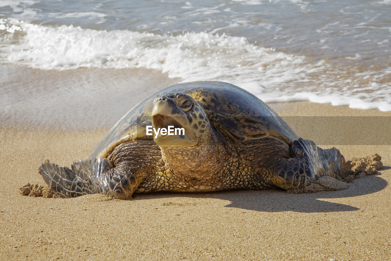 VIEW OF TURTLE IN SEA