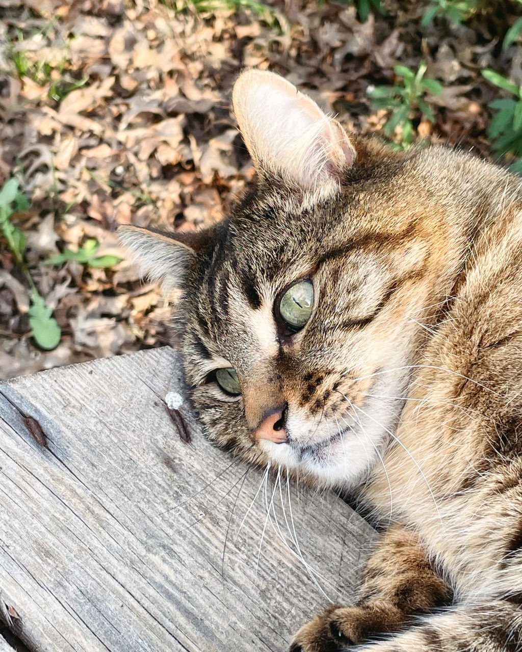 animal, animal themes, mammal, one animal, cat, feline, pet, domestic animals, domestic cat, wild cat, tabby cat, relaxation, no people, small to medium-sized cats, whiskers, felidae, wildlife, high angle view, portrait, day, looking at camera, resting, close-up, wood, nature, animal body part, carnivore, bobcat