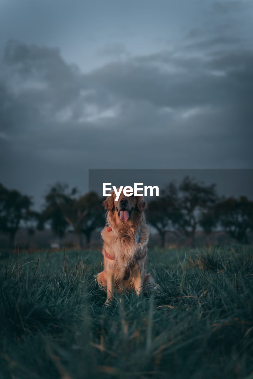 Cute dog on field during sunset