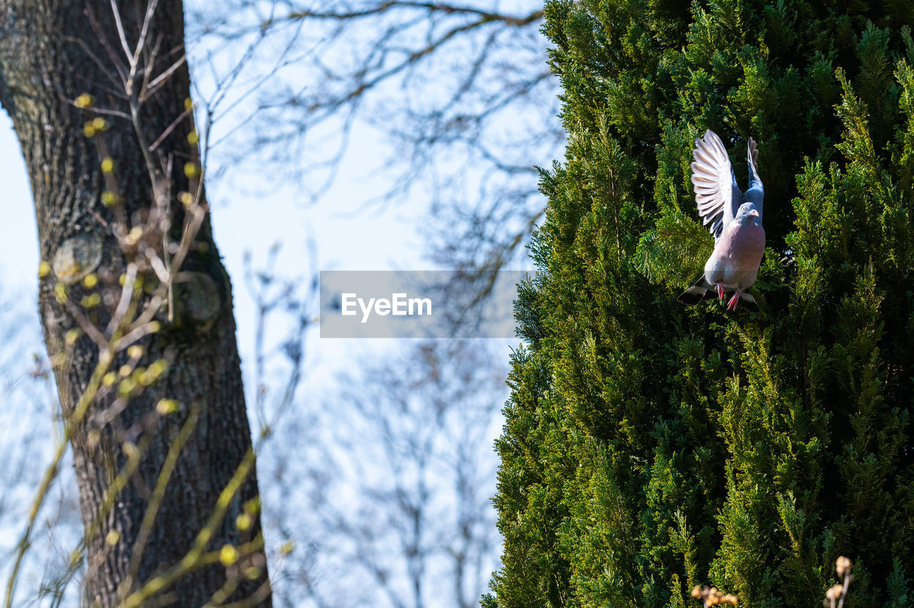 BIRD FLYING ABOVE TREE