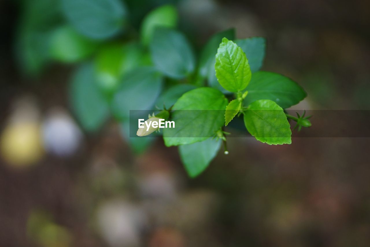 CLOSE-UP OF PLANT LEAVES