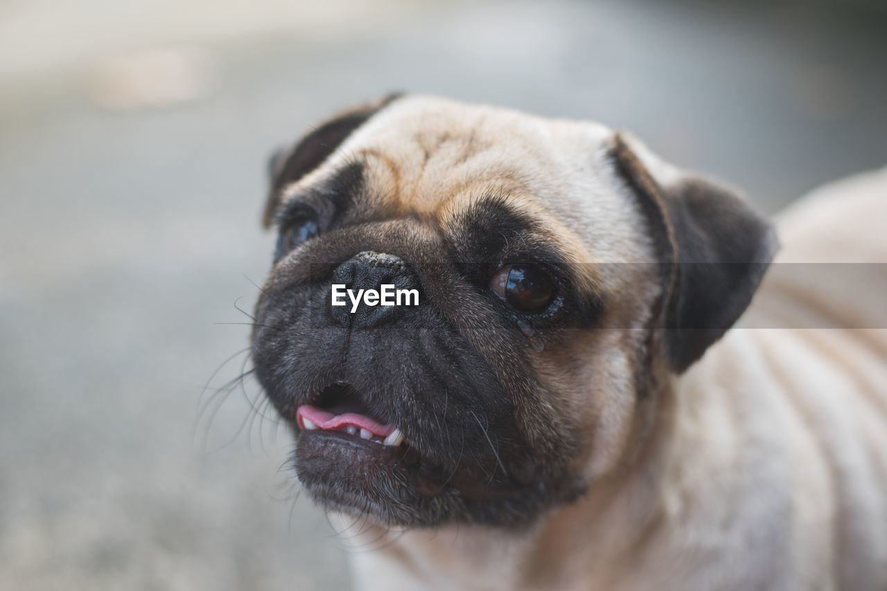 CLOSE-UP OF DOG LOOKING AWAY